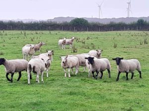 3 new Suffolks we introduced to Yew Tree Farm